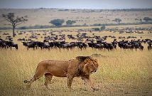 Flight to Masai Mara safari