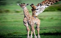 Masai Mara packages