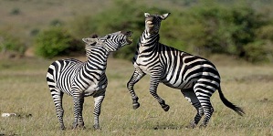 Book Best safaris in Kenya