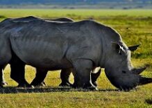 4 days Group Safari to Tarangire, Serengeti, Ngorongoro Tanzania Tour