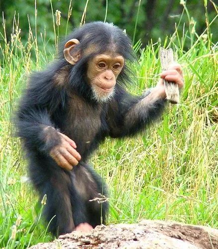 African chimpanzee