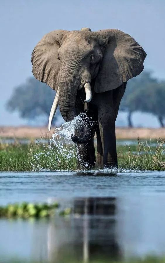 African Elephant