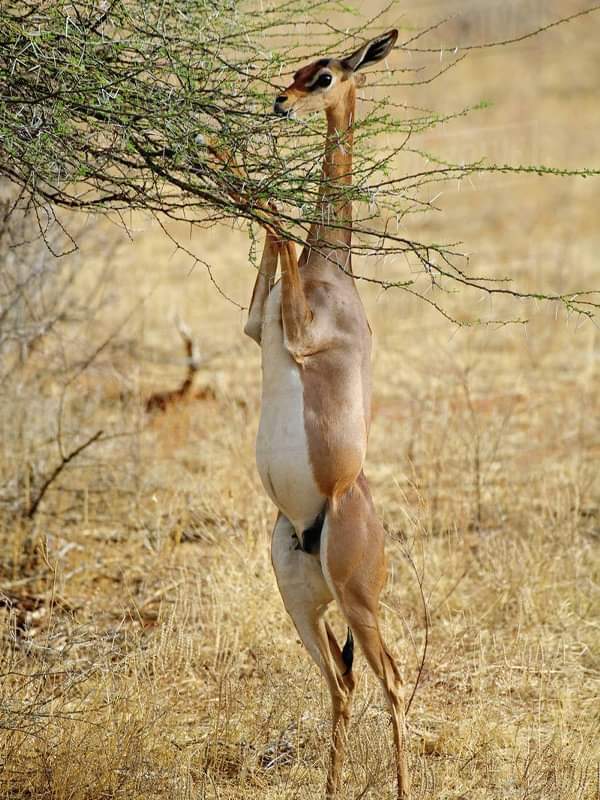 African Gerenuk 