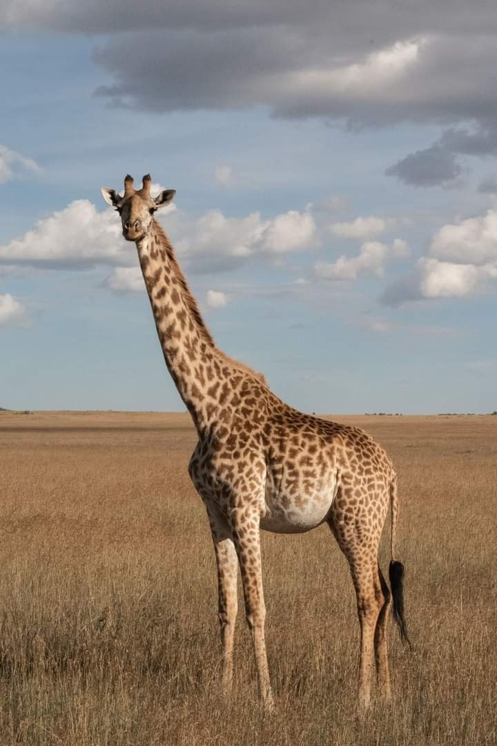 African Giraffes