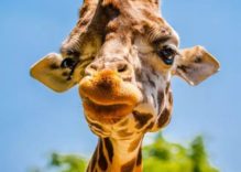 African Giraffes Facts