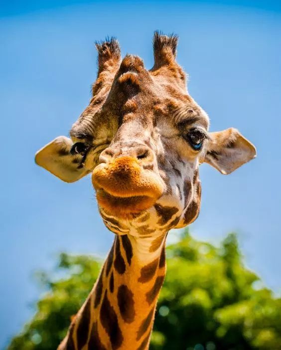 African Giraffes