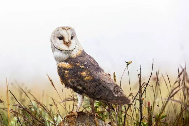 African grass owl.
