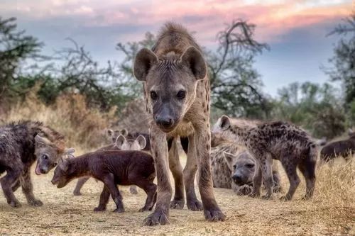 African Hyena