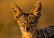 African Jackals