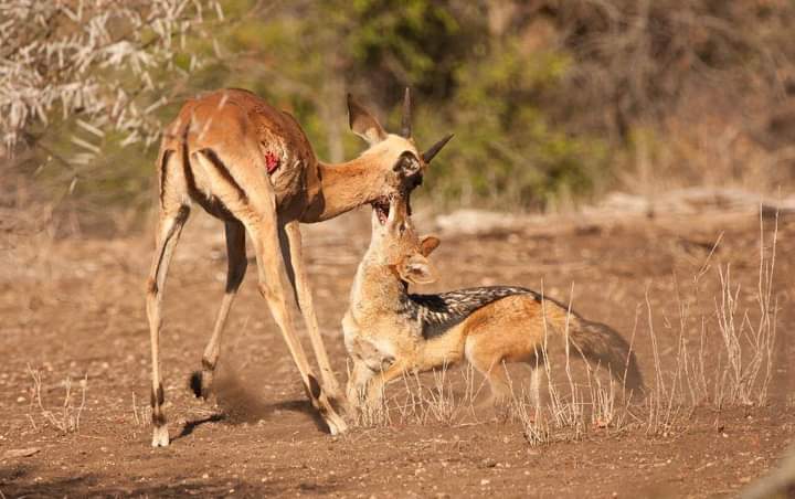 African Jackals