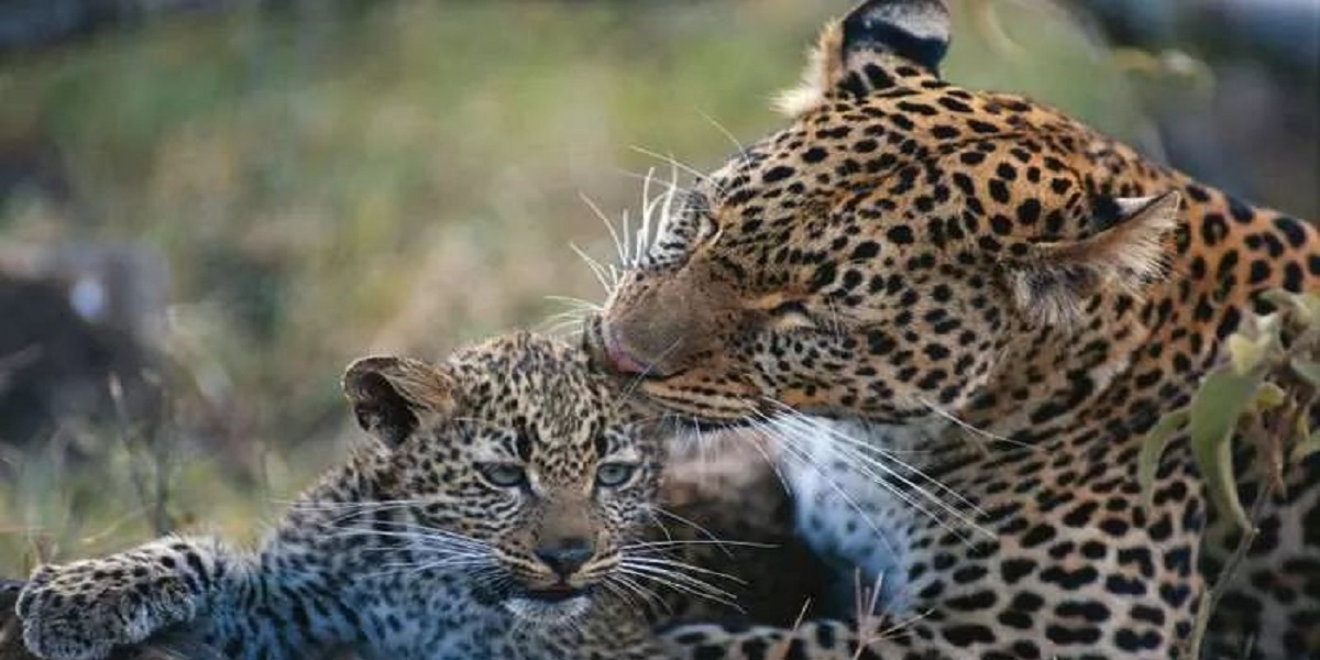 African Leopards