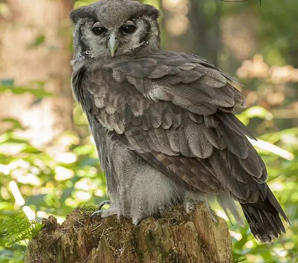 African Owl