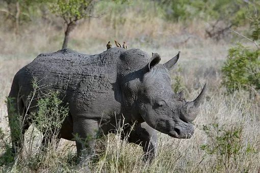 African Rhino Facts | Best Wildlife Facts | Travel Facts