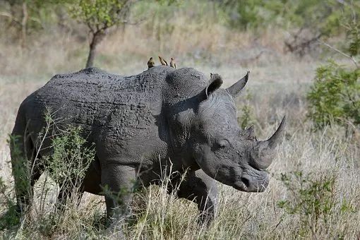 African Rhinos