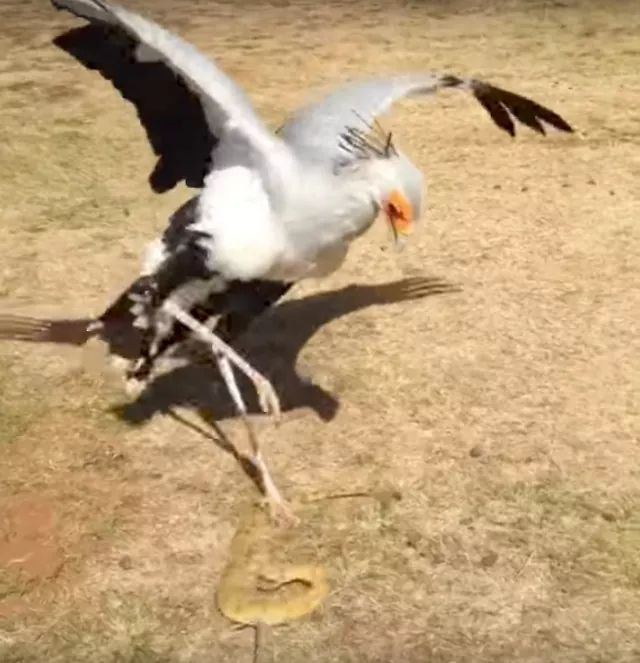 African Secretary bird