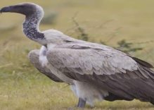 African Vultures