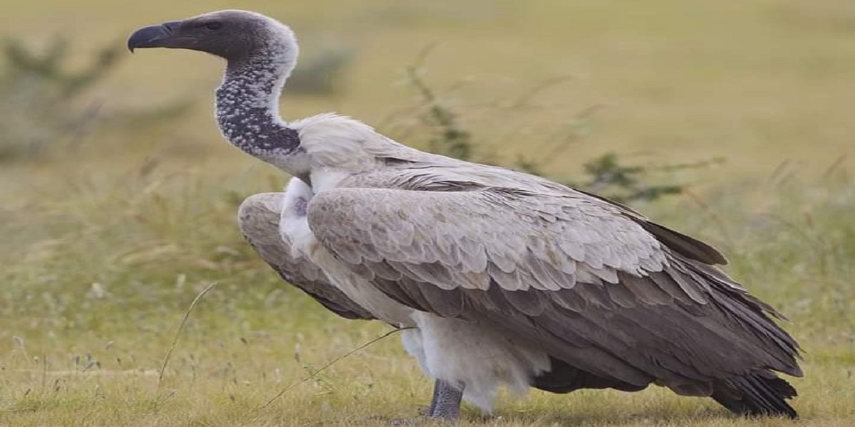 African Vultures