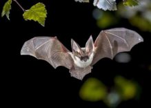 African Bats Facts