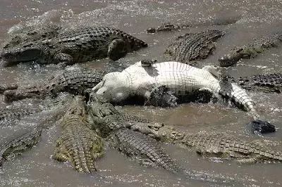 African Crocodiles