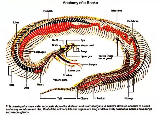 African Snakes