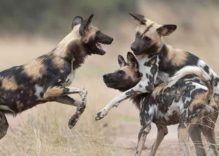 African Wild Dog Facts