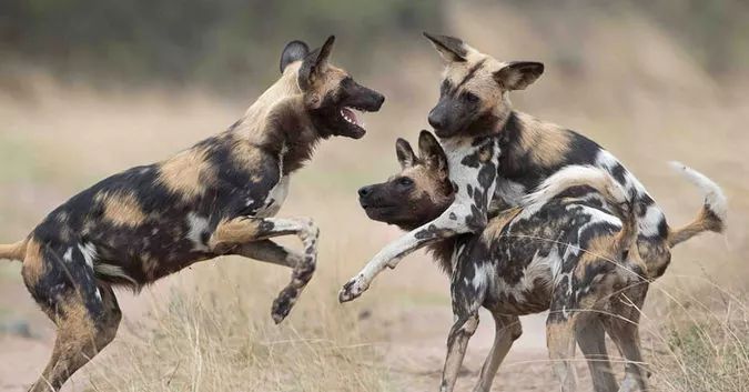 African wild dog