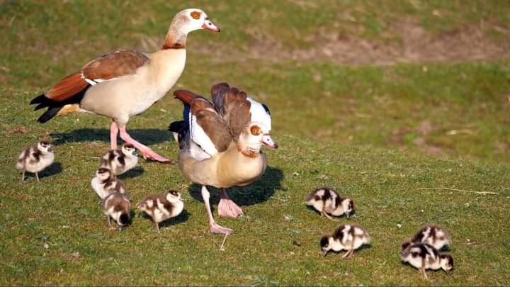 Egyptian Geese