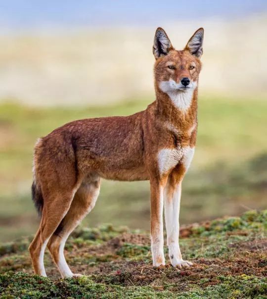 Ethiopian Wolf