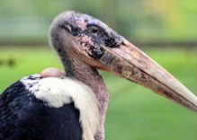 Marabou Stork