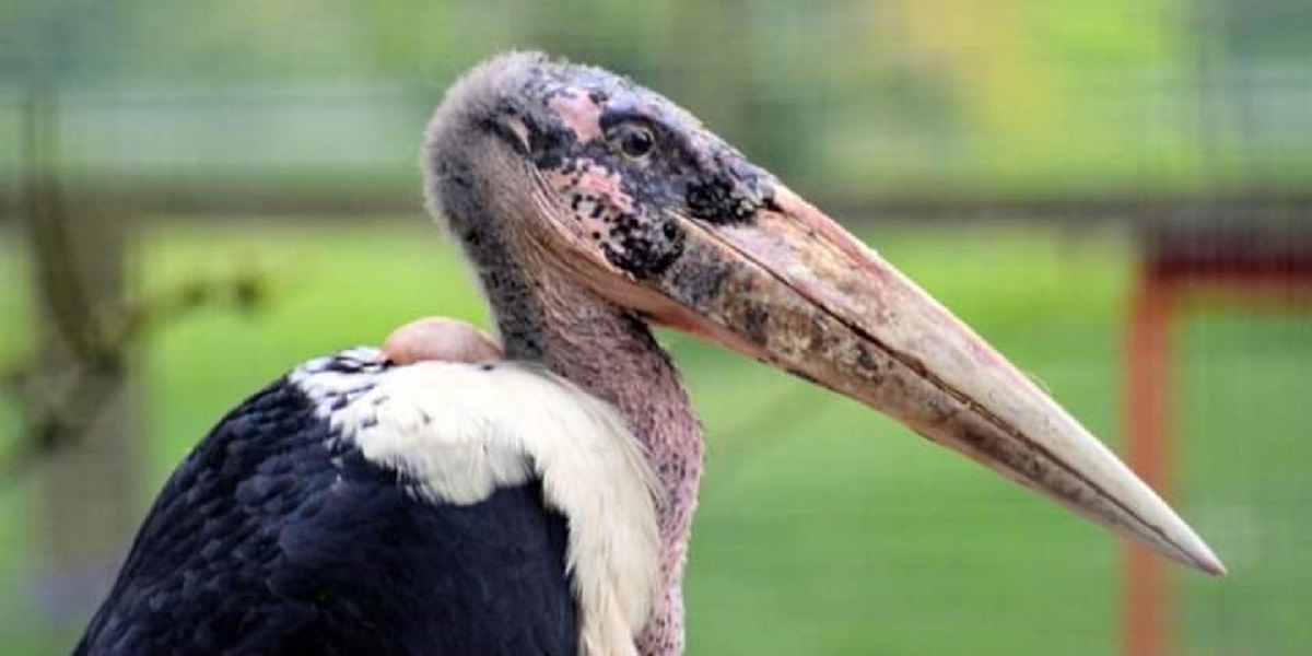 Marabou Stork