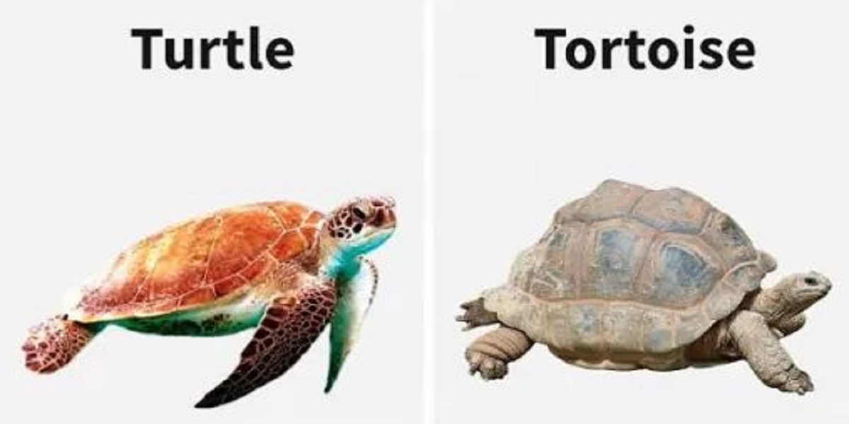 Tortoise and Turtle Shells