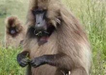 African Baboons Facts