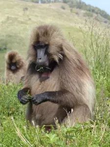 African Baboon