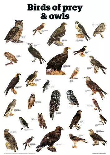 African birds of prey