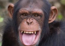 African Chimpanzee Facts