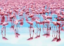 African Flamingos Facts