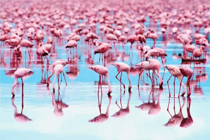 African Flamingos