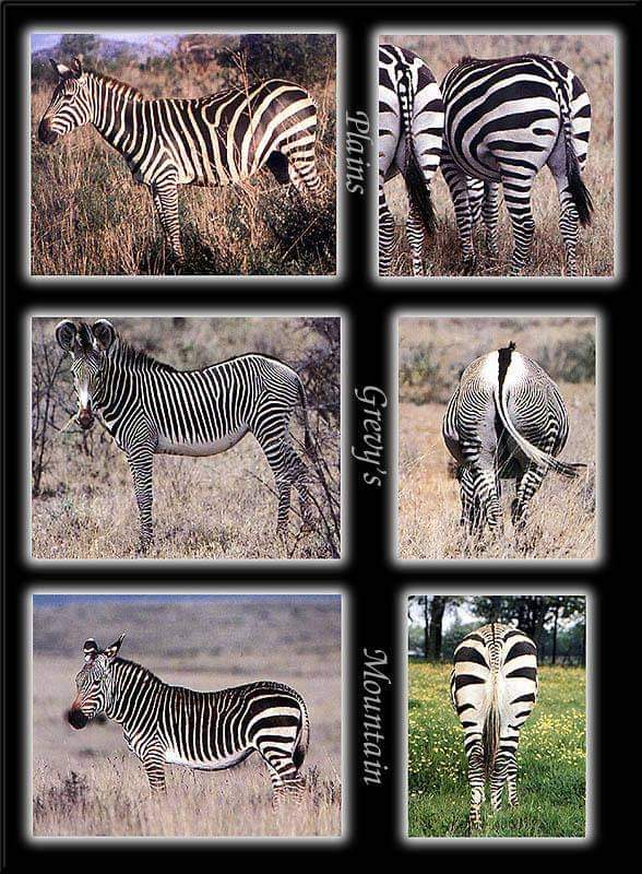 african zebra