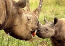 African Rhinos