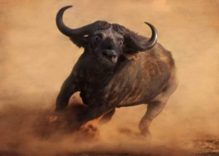 Cape Buffalo or African Buffalo