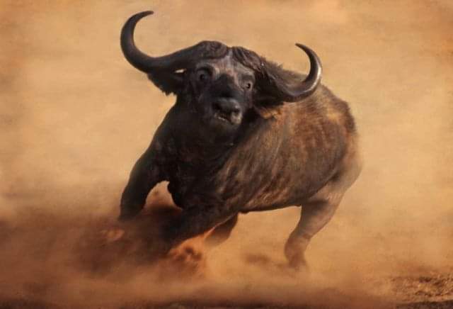 Cape Buffalo | Buffalo | Best Wildlife