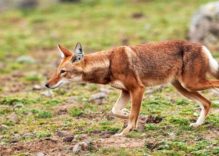 Ethiopian Wolf Facts