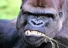 African Gorillas Facts