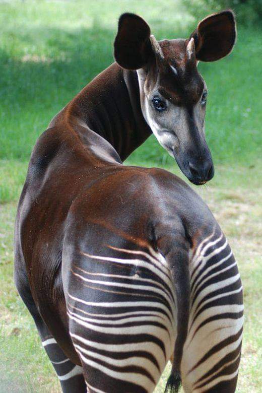 african okapi