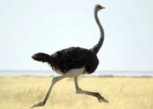 African Ostrich Facts