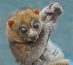 African Bush baby