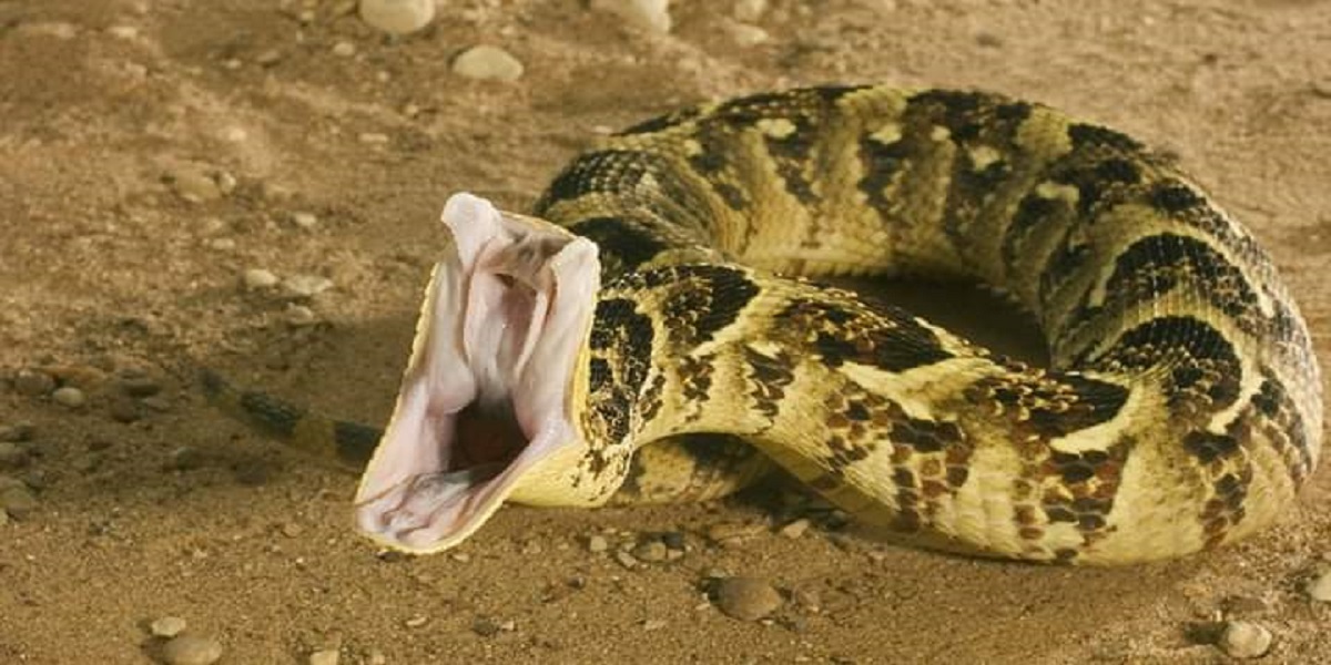 Puff-adder