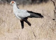 African Secretary bird