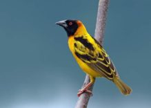 Weaver Bird facts