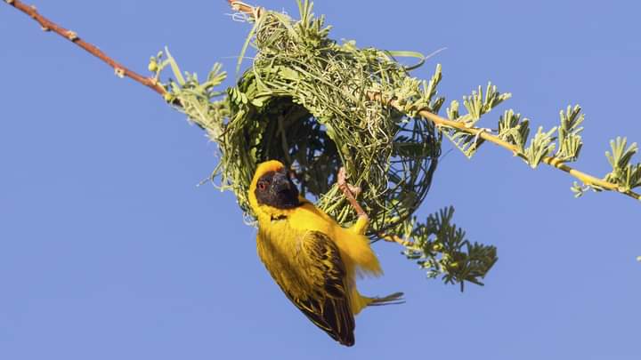 Weaver Bird